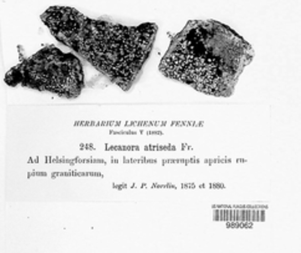 Miriquidica atriseda image